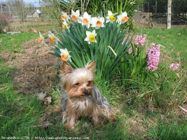 Photo de Yorkshire terrier