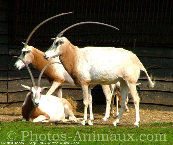 Photo de Races diffrentes