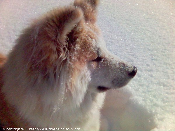 Photo d'Akita inu