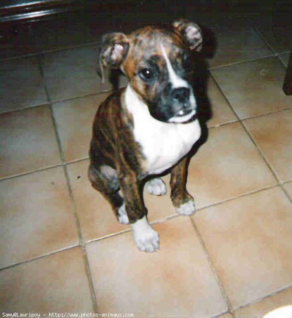 Photo de Boxer