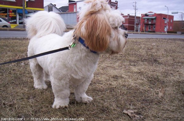 Photo de Lhassa apso