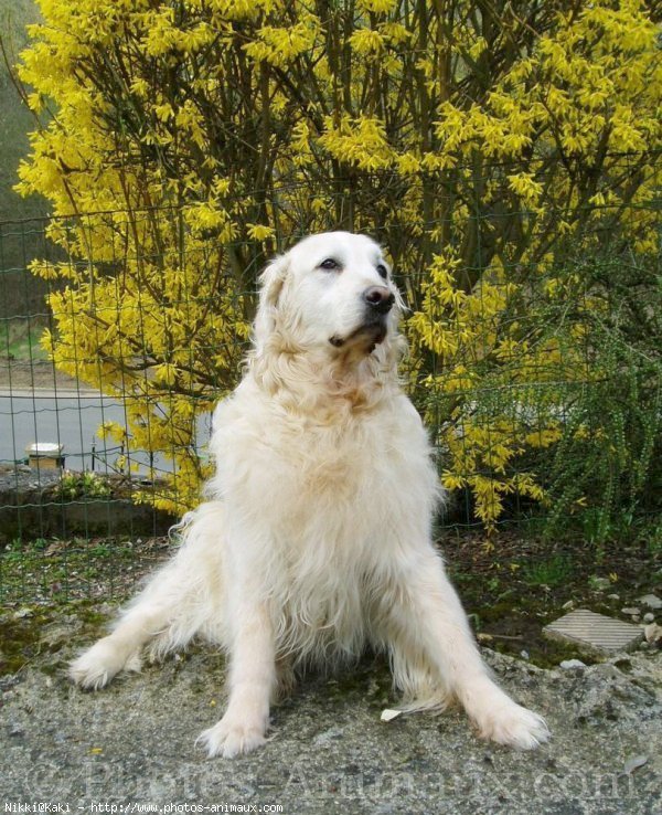 Photo de Golden retriever