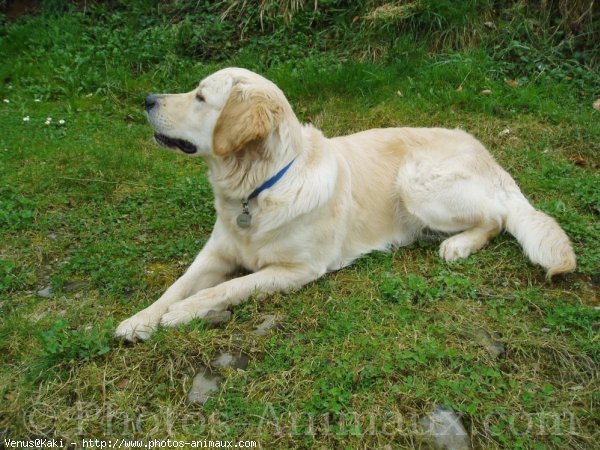 Photo de Golden retriever