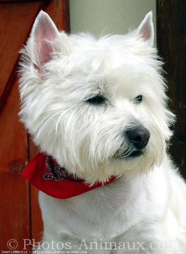 Photo de West highland white terrier