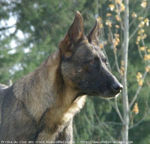 Photo de Berger belge malinois