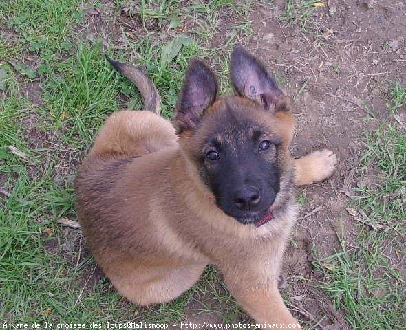 Photo de Berger belge malinois