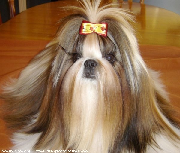 Photo de Shih tzu