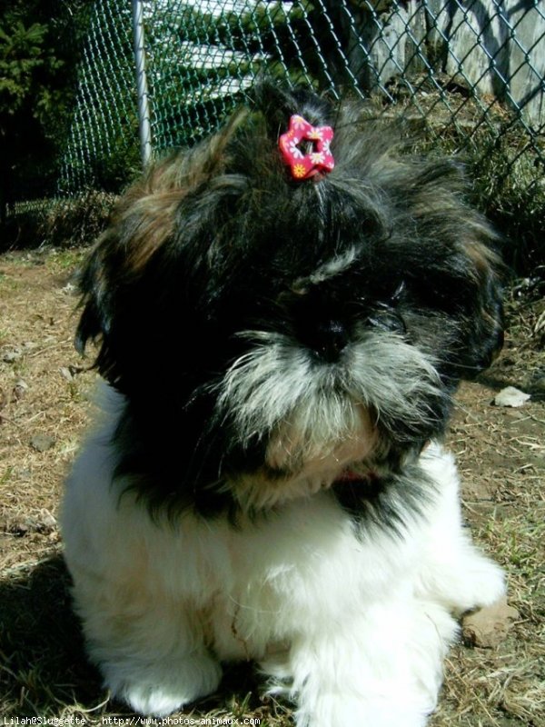 Photo de Shih tzu