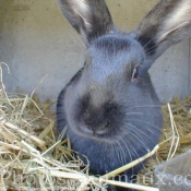 Photo de Lapin