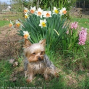 Photo de Yorkshire terrier