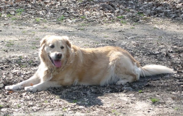 Photo de Golden retriever