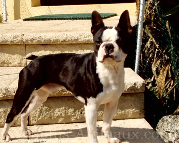 Photo de Boston terrier