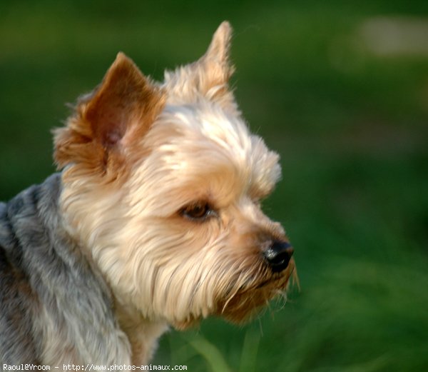 Photo de Yorkshire terrier