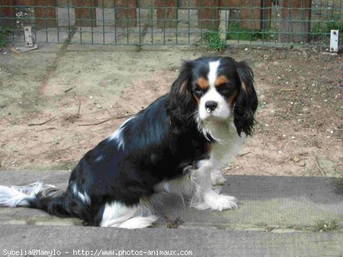 Photo de Cavalier king charles spaniel