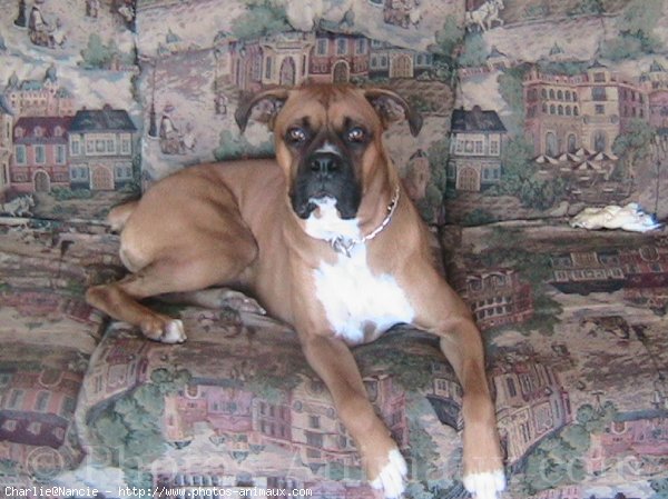 Photo de Boxer