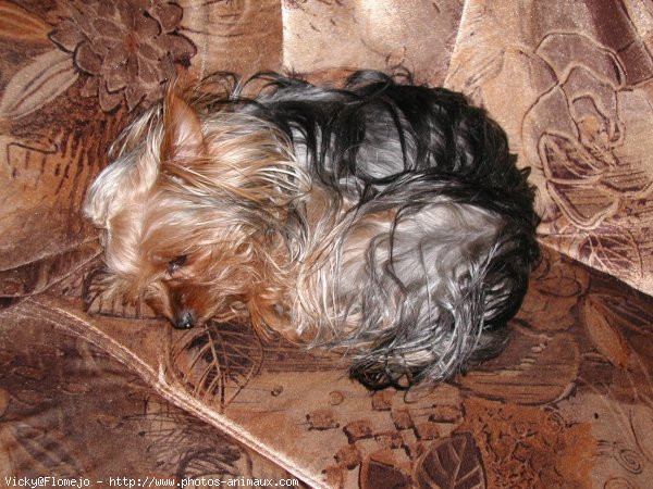 Photo de Yorkshire terrier