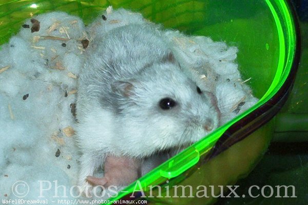 Photo de Hamster