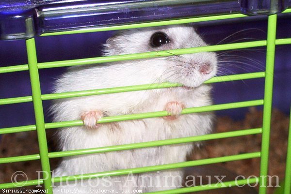 Photo de Hamster