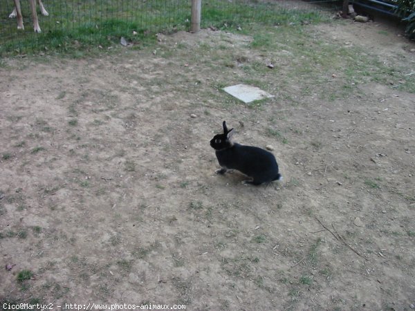 Photo de Lapin