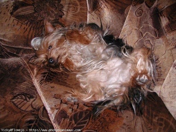 Photo de Yorkshire terrier