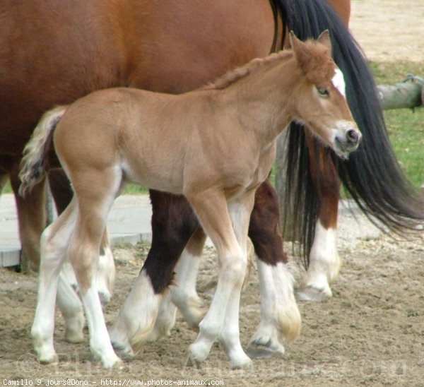 Photo de Suisse