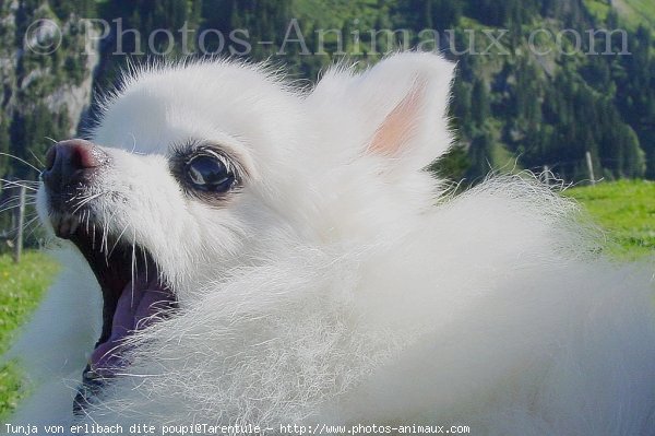 Photo de Spitz moyen