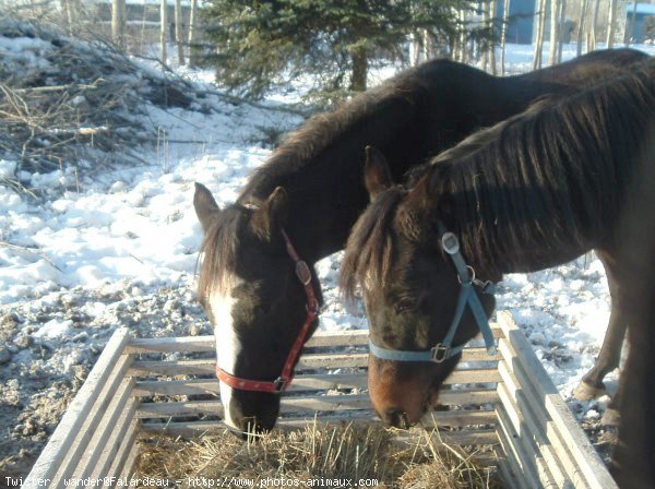 Photo de Races diffrentes