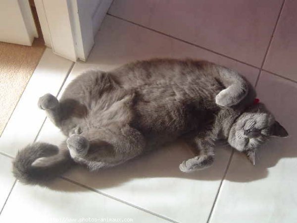 Photo de Chartreux