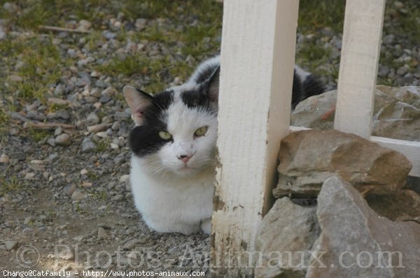 Photo d'European shorthair