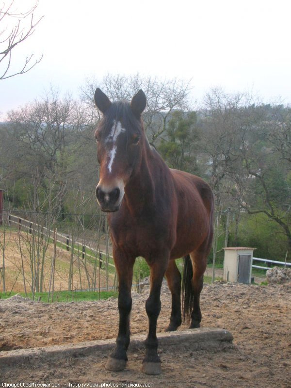 Photo de Poney franais de selle