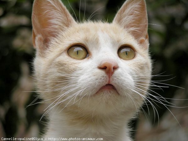 Photo de Chat domestique