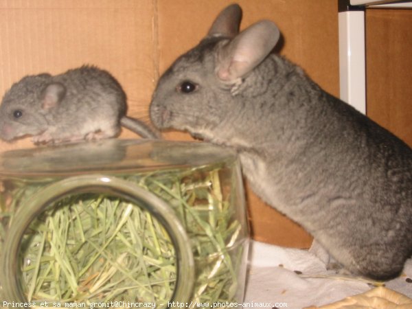 Photo de Chinchilla