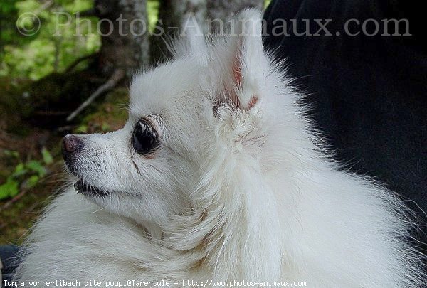 Photo de Spitz moyen