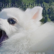 Photo de Spitz moyen