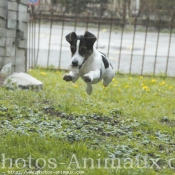 Photo de Jack russell terrier