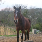 Photo de Poney franais de selle