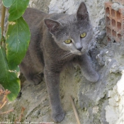 Photo de Chat domestique