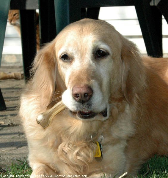 Photo de Golden retriever