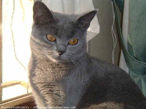 Photo de Chartreux