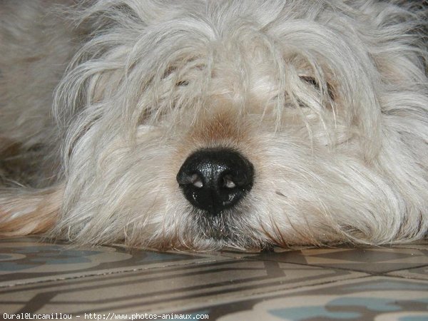 Photo de Chien de berger des pyrenes  poil long