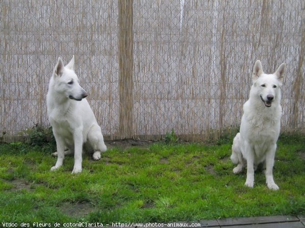 Photo de Berger blanc suisse