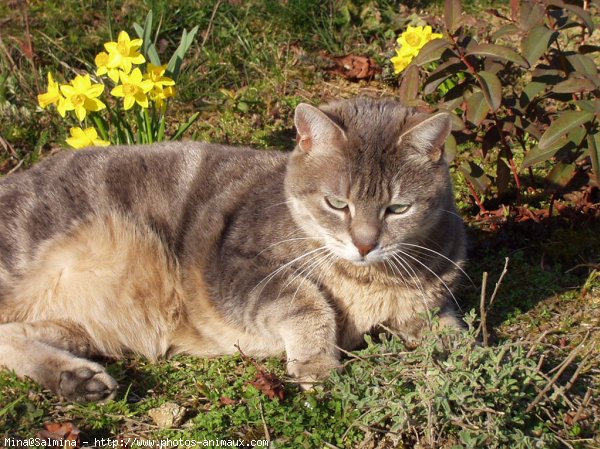 Photo de Chat domestique