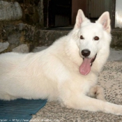 Photo de Berger blanc suisse