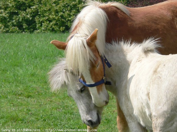 Photo de Haflinger