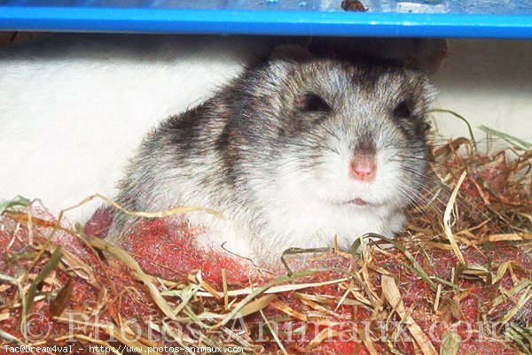 Photo de Hamster