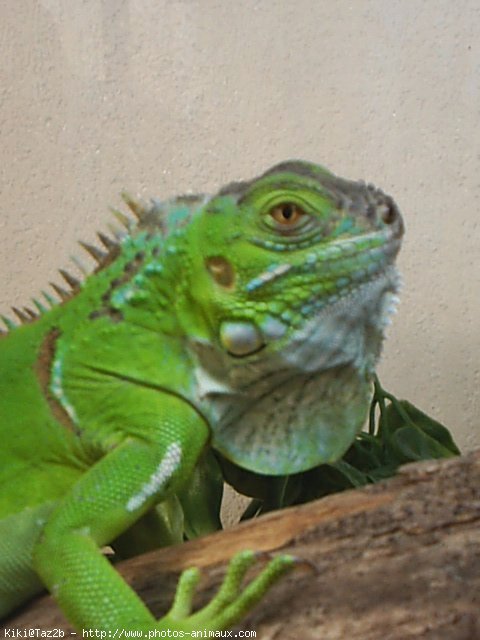 Photo d'Iguane