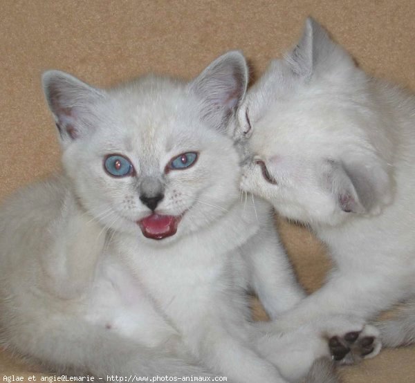 Photo de British shorthair