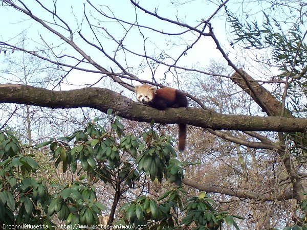 Photo de Panda roux