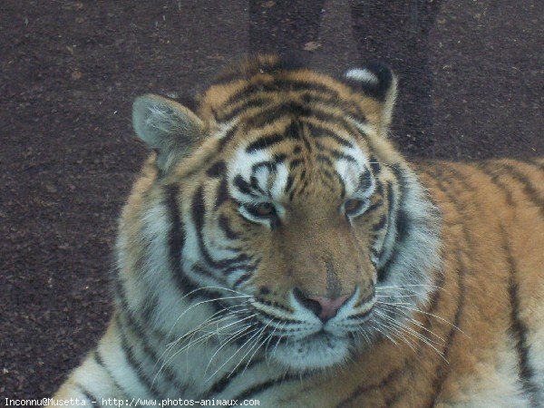 Photo de Tigre