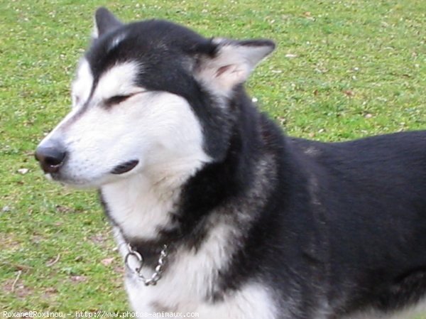 Photo de Malamute de l'alaska